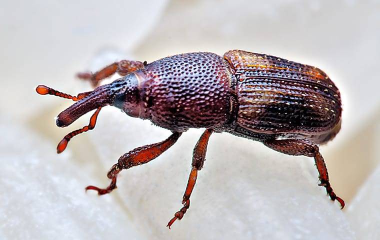 weevil