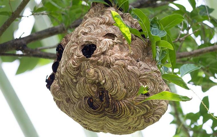 nest