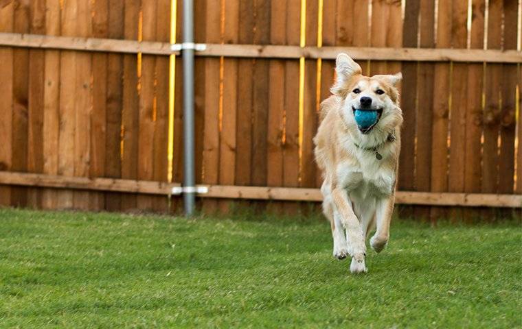 Dog playing