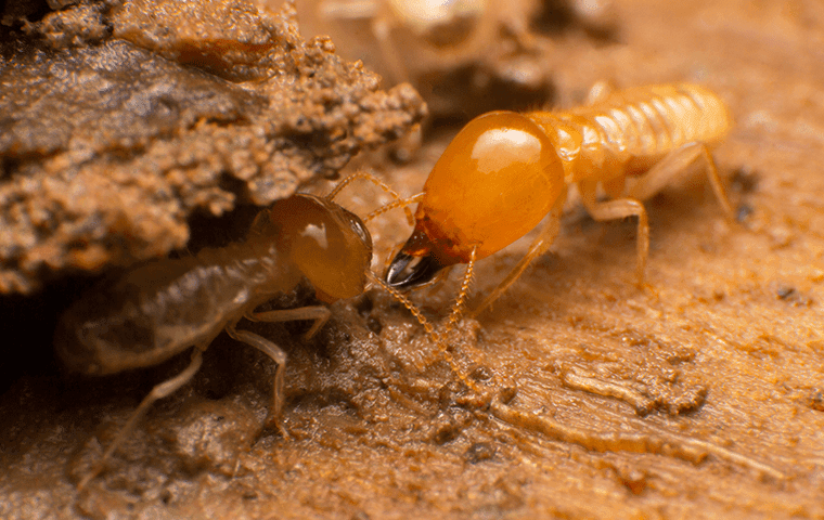 Termites 