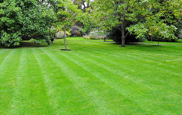 lawn