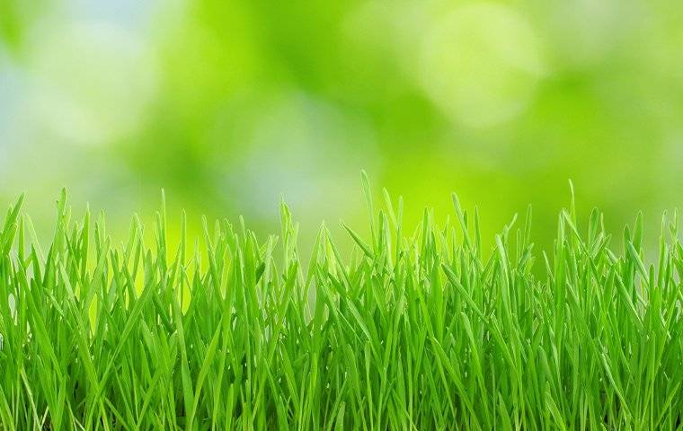 lawn