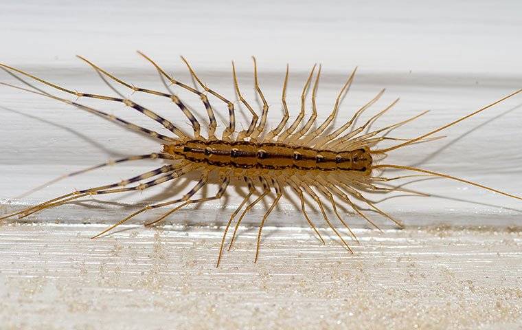 centipede