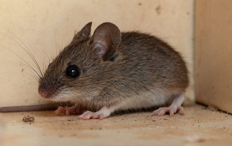 rat