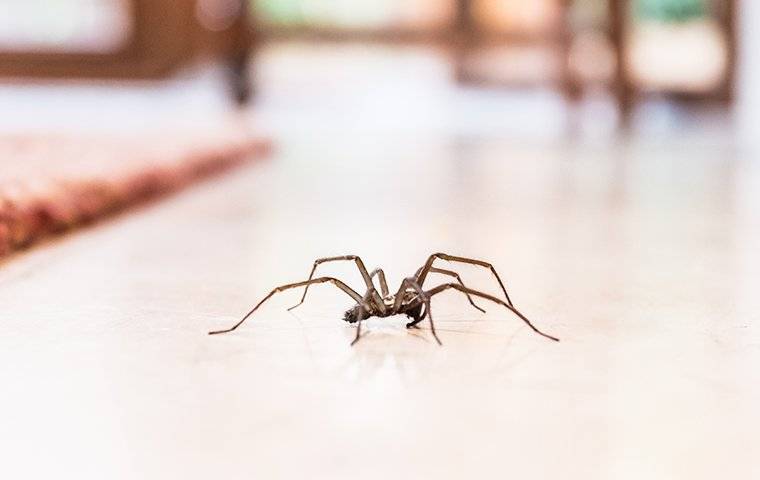 House Spider Crawling On The Floor