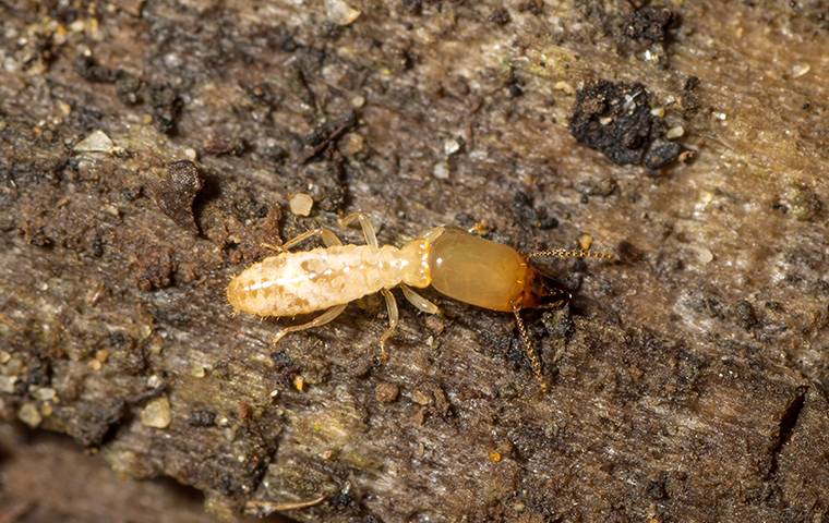 termite