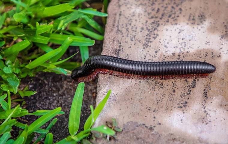 millipede