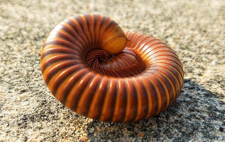 millipede