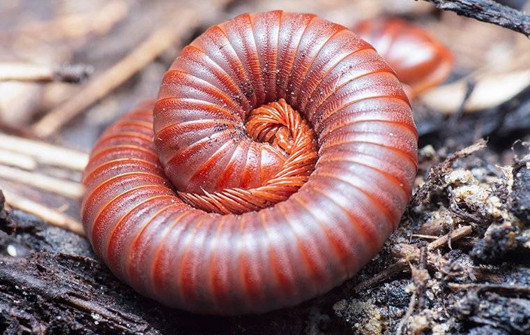 millipede