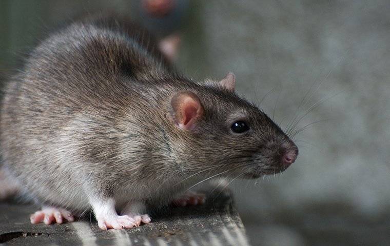 rat