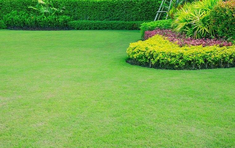 lawn