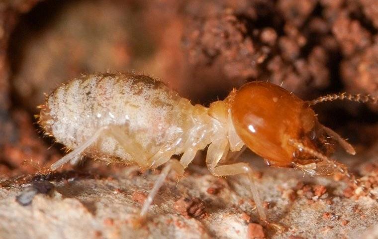 termite