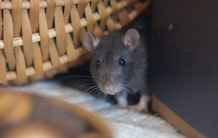 Rat