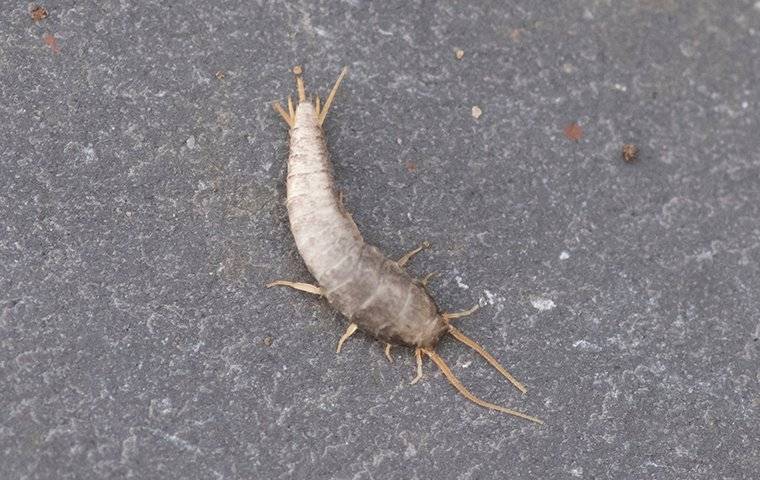 silverfish