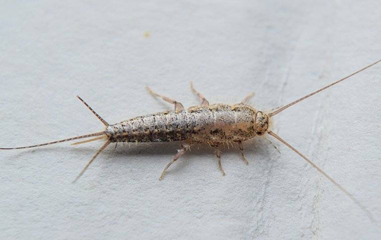 silverfish