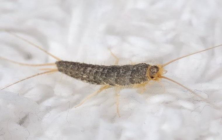 silverfish