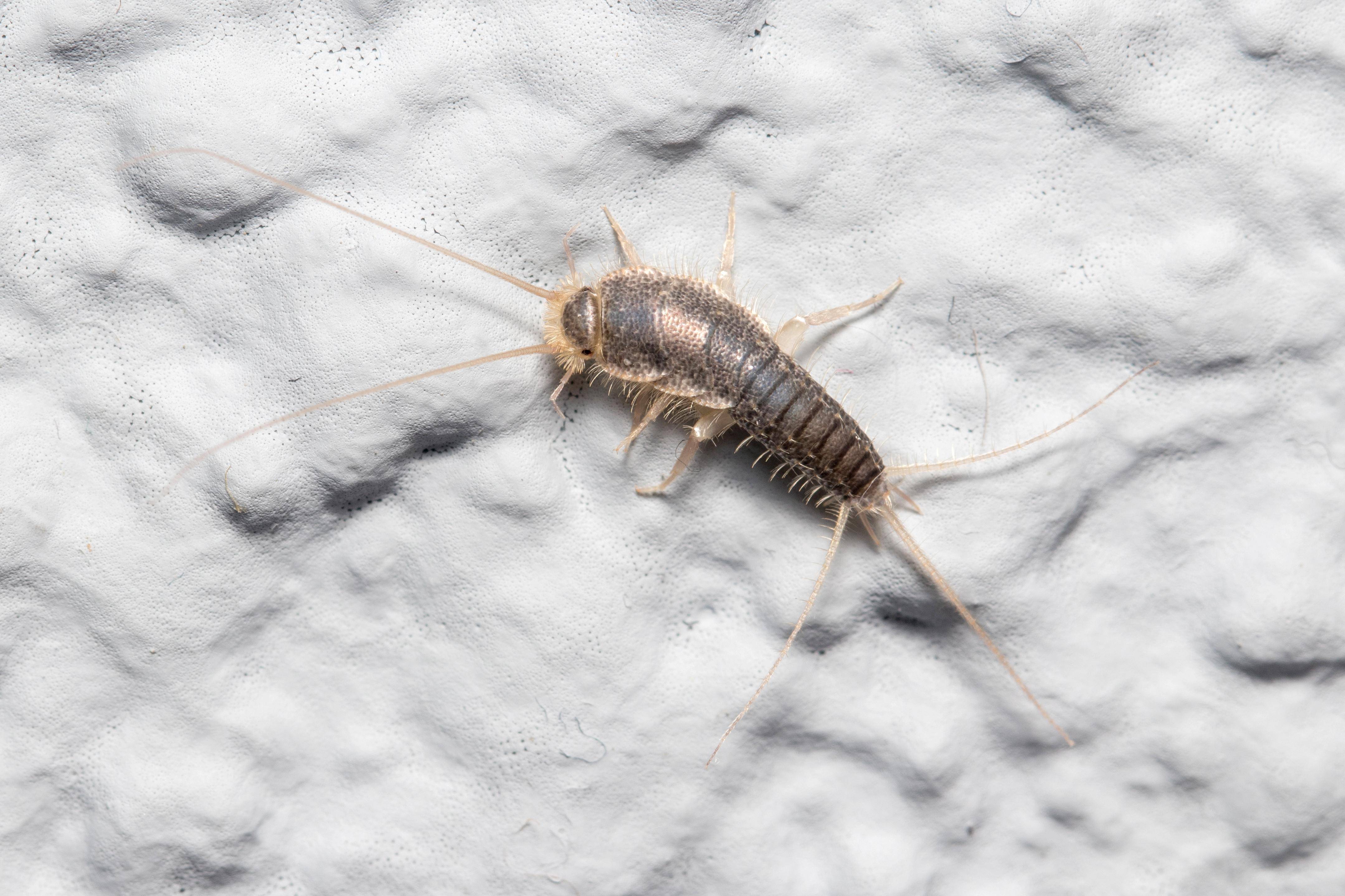 silverfish