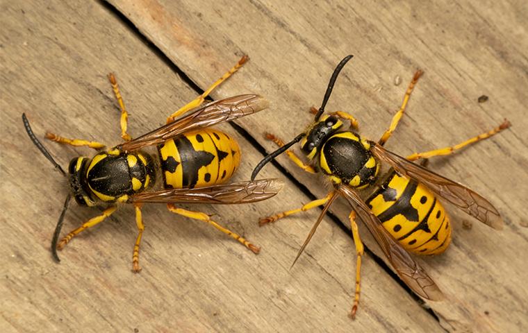 wasps