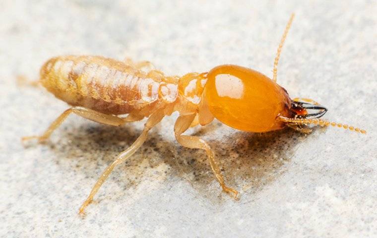 termite