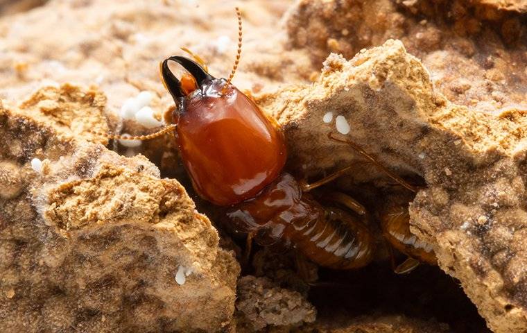 termite