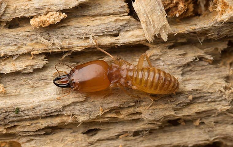 termite