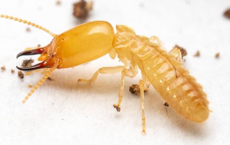 termite