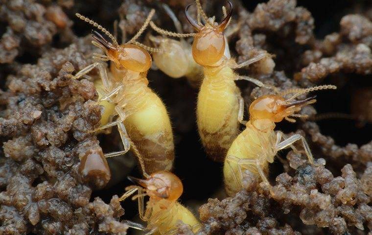 termite