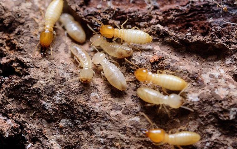 termites