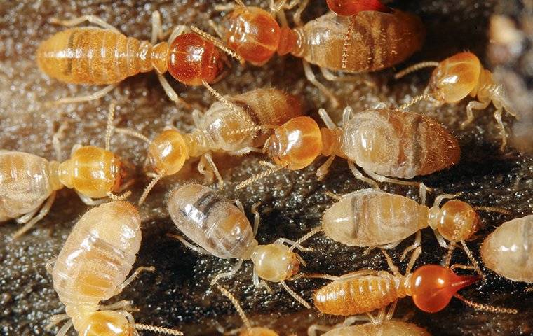 termites