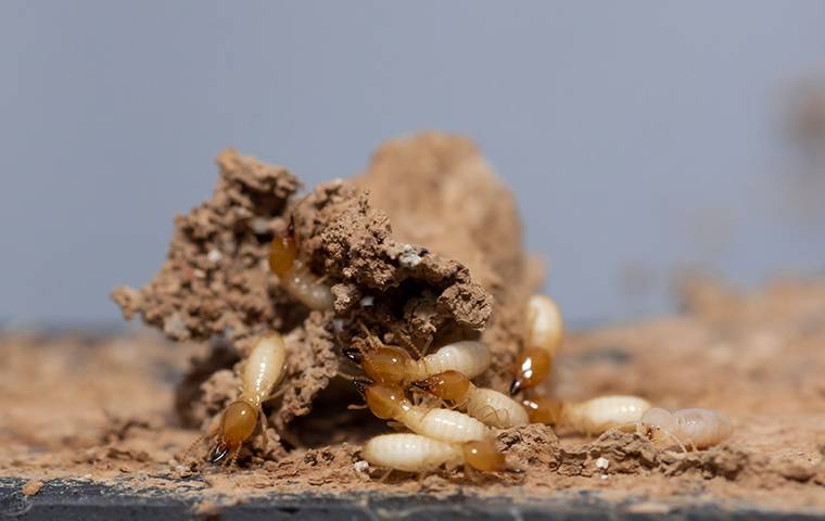 termite