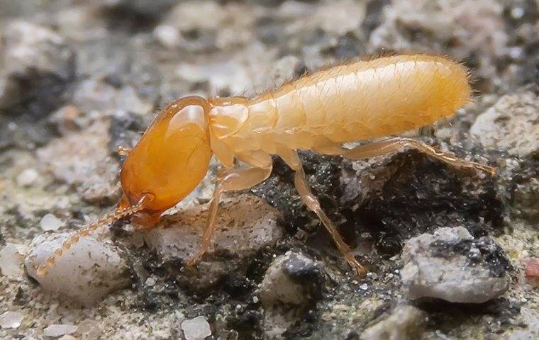 termite