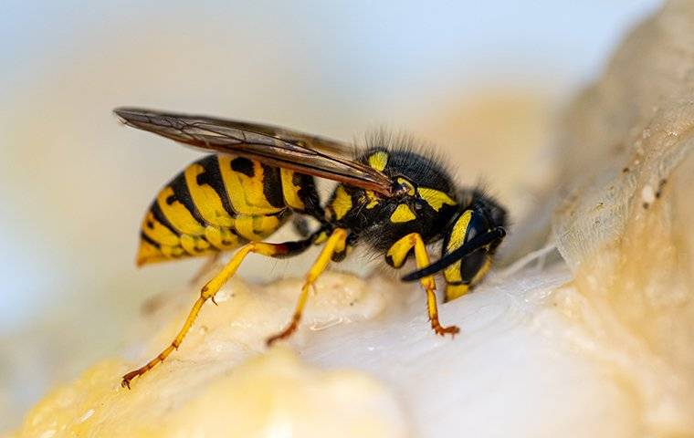 wasp